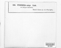 Puccinia scirpi image